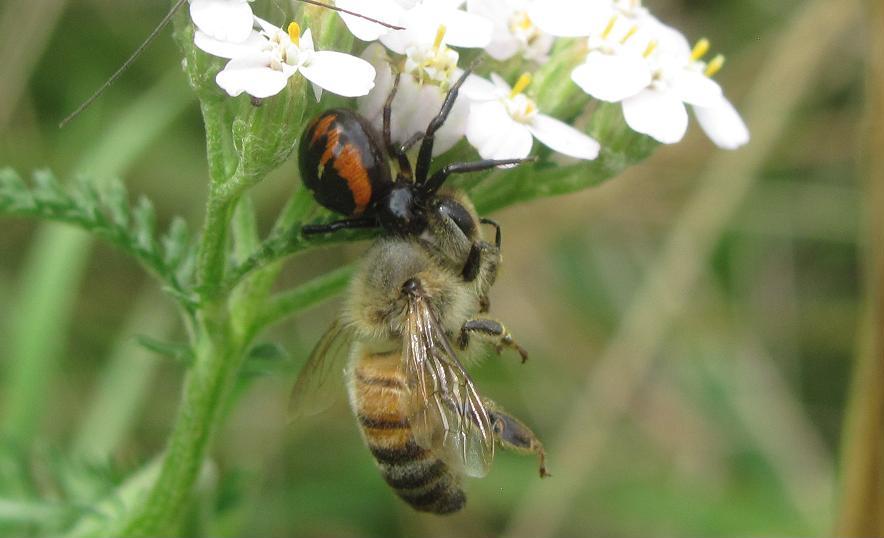 Synema globosum con preda - Sostegno (BI)